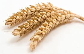 De ce tot mai multi intoleranti la gluten si grau! Spre ce ne indreptam?...