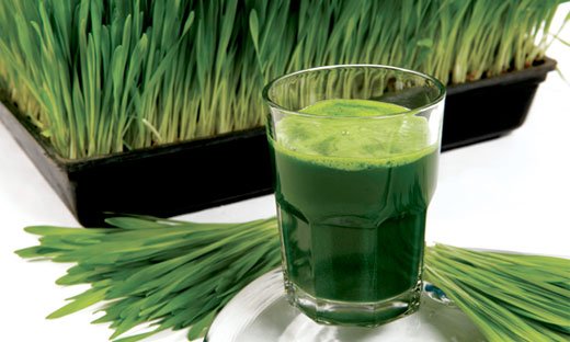 Sucul obtinut prin presarea la rece a ierbii de orz verde incoltit este considerat un "medicament" sau un super-aliment?! - 18.08.2014