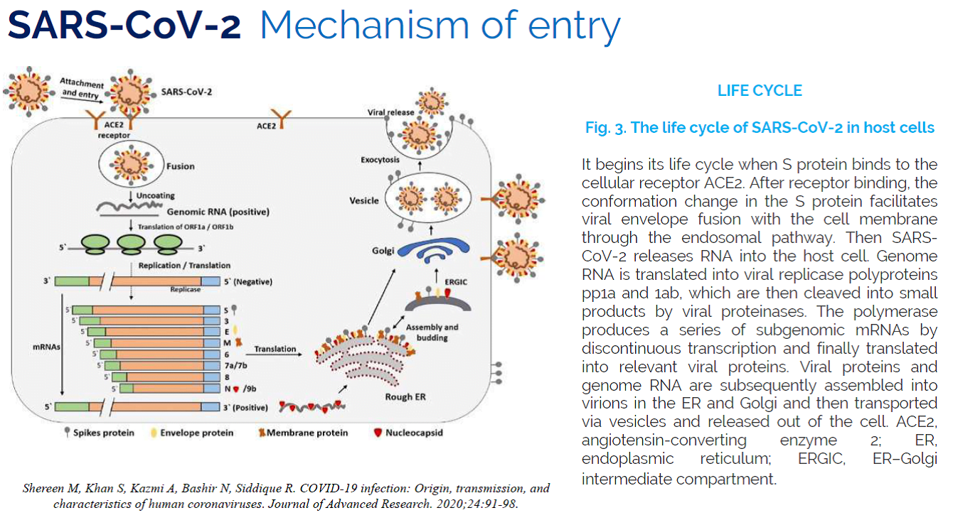 Manipularea micronutritionala a sistemului imunitar impotriva COVID-19