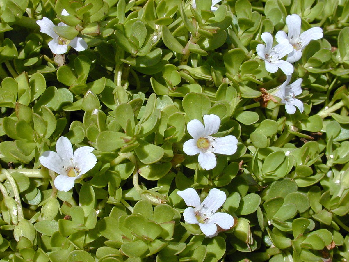 WEBINAR - Anxietatea, Stresul și Tulburările de Cogniție: utilizările în terapie ale plantelor Rhodiola, Ashwagandha și Bancopa monnieri