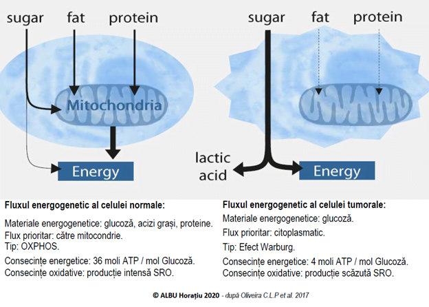 TOPIC: Fenotipul Metabolic Tumoral - un excelent articol destinat actualilor și viitorilor specialiști!
